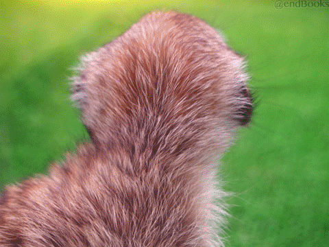 ノースサファリサッポロ ミーアキャット